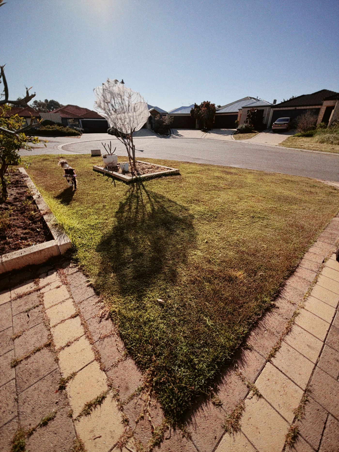Before renovation — brown thatched lawn